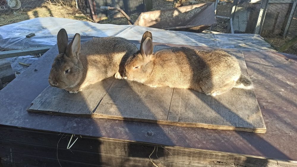 Króliki młode samice