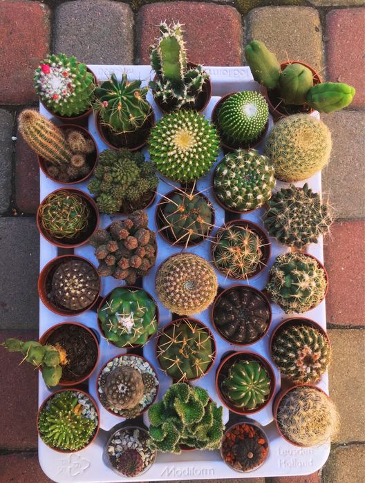 Кактуси сукуленти грунт  найбільший вибір в Україні