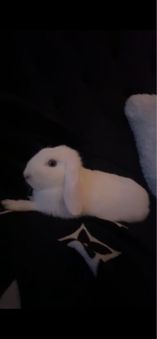 Królik miniaturka