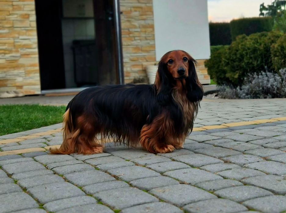 Jamnik króliczy długowłosy FCI ZkwP