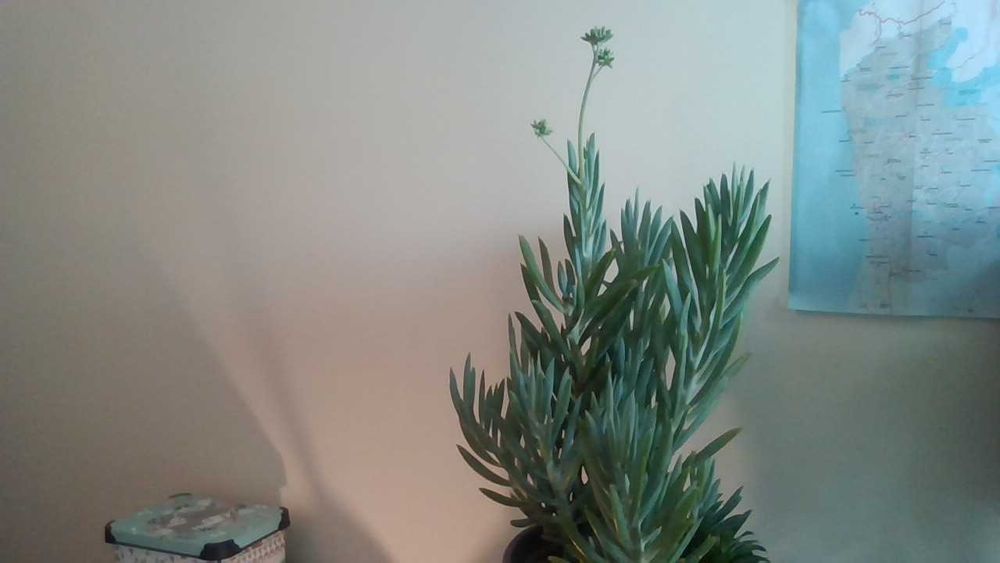 Linda planta SUCULENTA "Senecio ficóides" Mount Everest - c/vaso verde