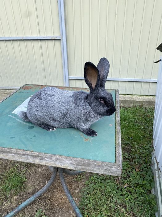 Кролики Полтавське Срібло
