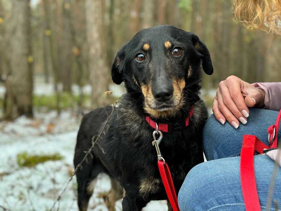 TOSIA - około 2 letnia suczka