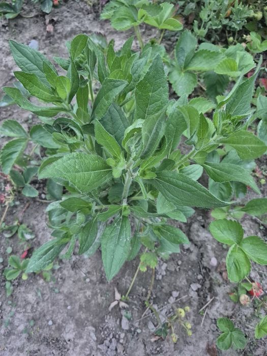 Rudbekia bylina 5 sztuk