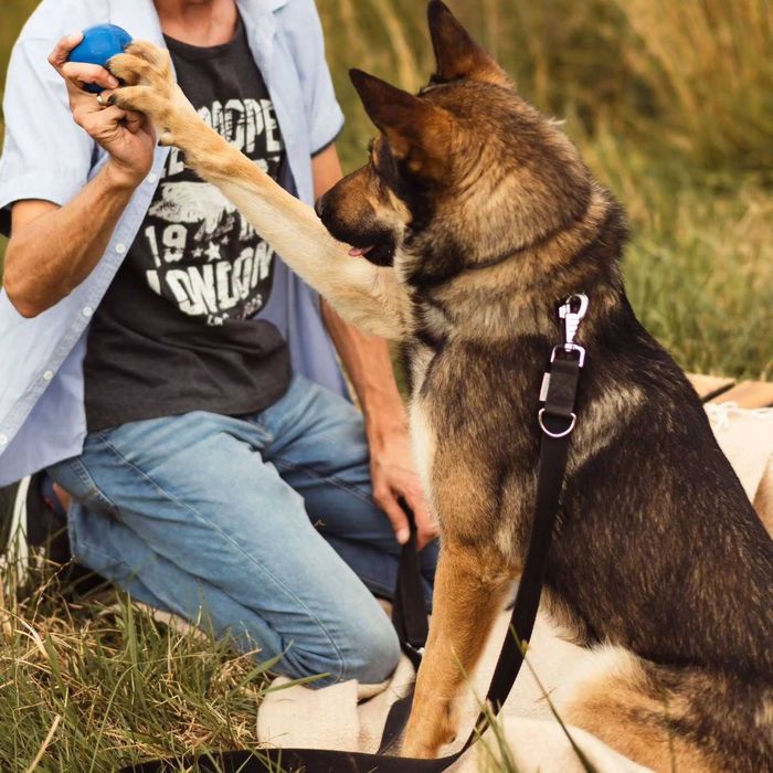 Grey wciąż szuka domu.