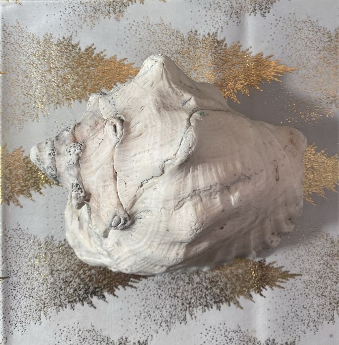 Ракушка океаническая