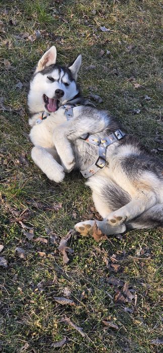 Siberian Husky! Piękna Doa Doxa!