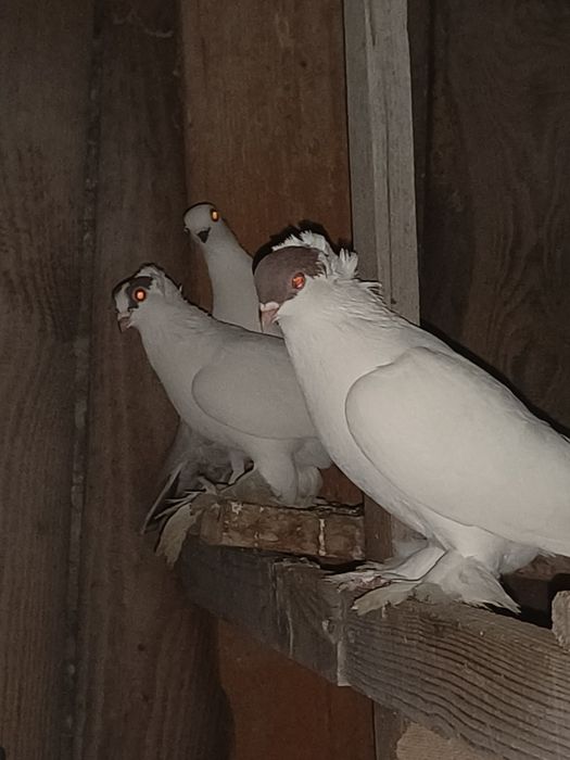 Sprzedam lub zamienię samice krymka