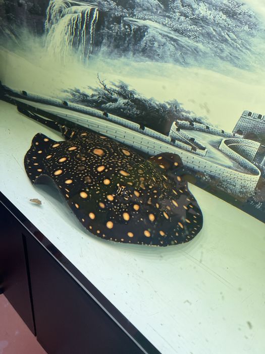 Potamotrygon black diamond ptaszczka