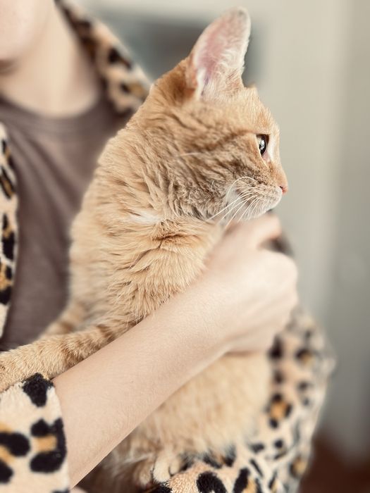 Чудовий котик в добрі руки