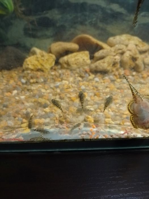 Псевдоскат  севилья