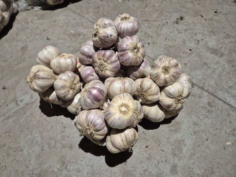 Czosnek harnaś (6,6.5,7cm)