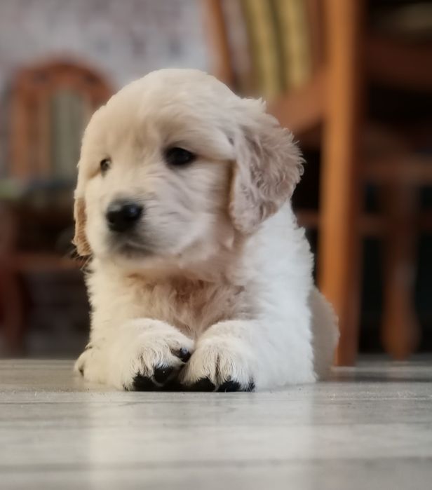 Golden retriever śliczne słodziaki