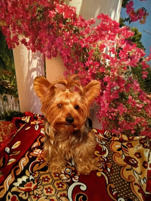 Йорк вязка собаки.