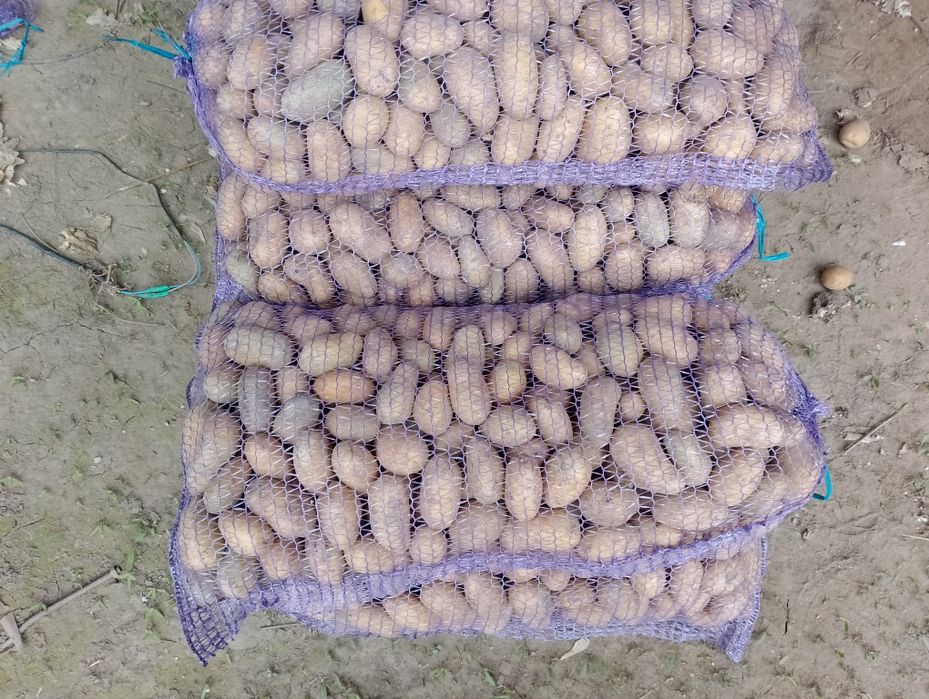 Посадкова картопля різних сортів