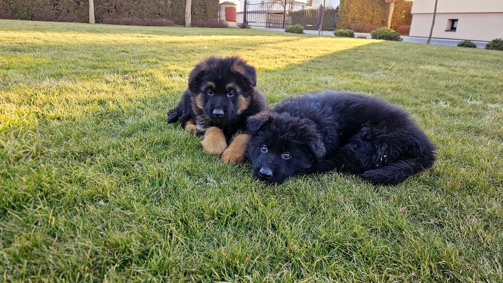 Owczare niemiecki szczeniak