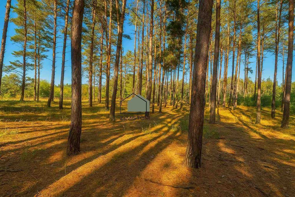 №573. Ділянка 25 соток в сосновому лісі, поряд Гнідин