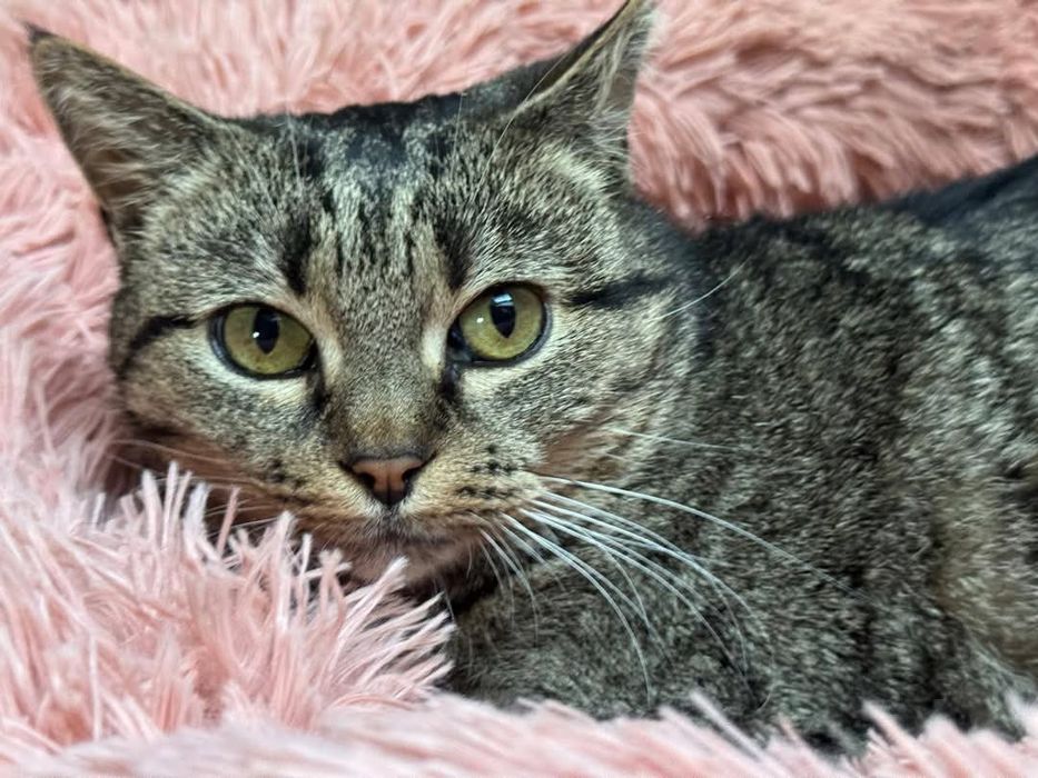 Śliczna kotka Chochelką do adopcji