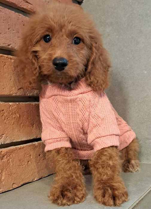 Cockapoo f1b  piękna dziewczynka gotowa  na zmian3 domu