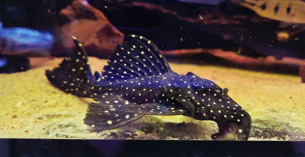 Zbrojnik L240 Hemiancistrus galaxias