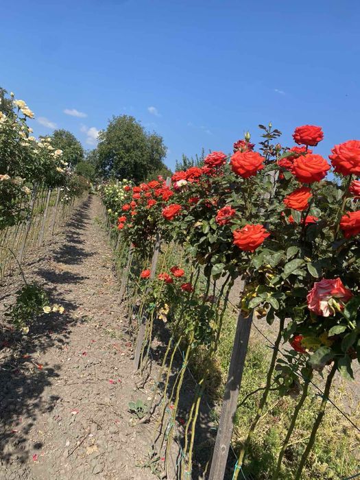 Саджанці троянд / Саженцы розы / Опт / ЗКС / ВКС