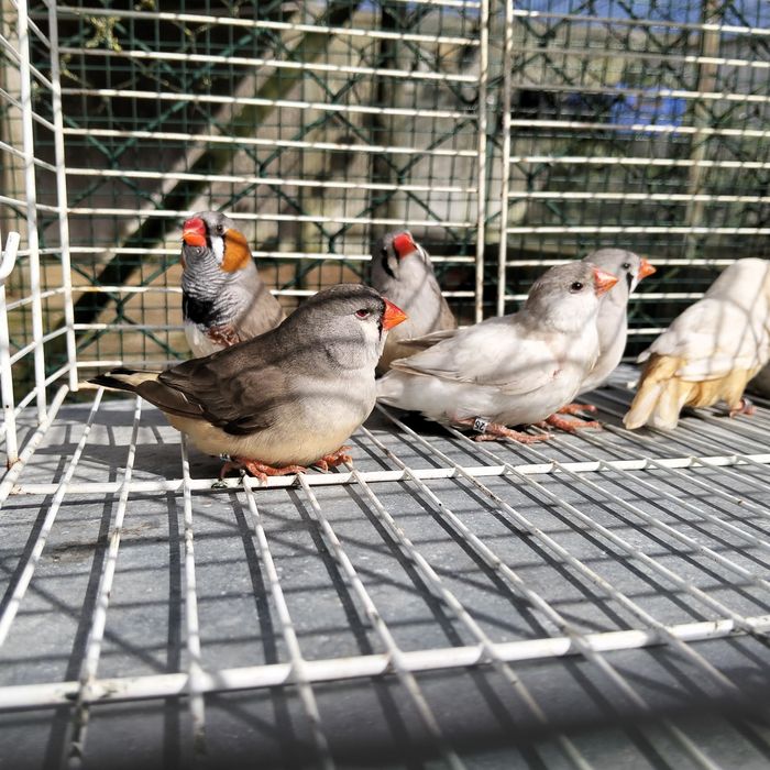 Venda Diamante Mandarins Gigantes