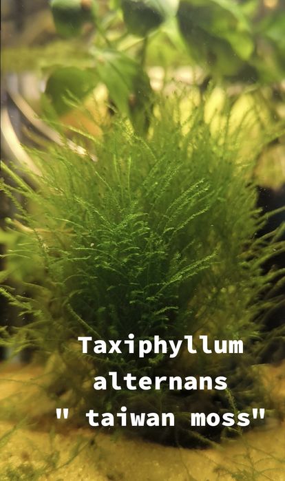 Musgos diversos para aquário