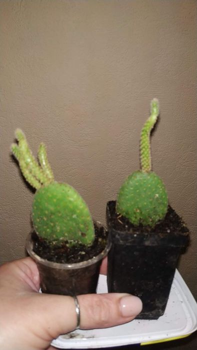 Кімнатні рослини, кімнатні квіти