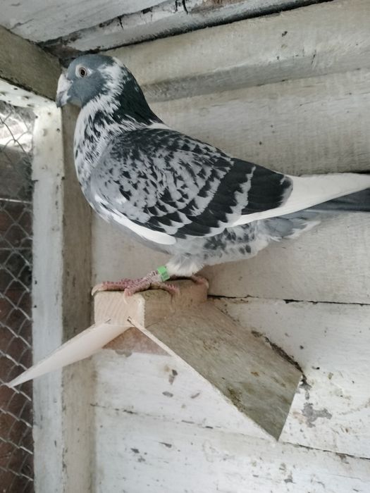 Gołębie staropolskie