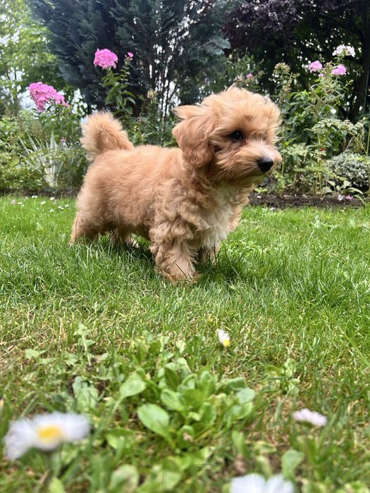 Maltipoo piesek.