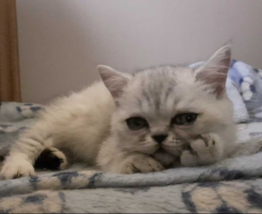 Чудовий хлопчик Екзот