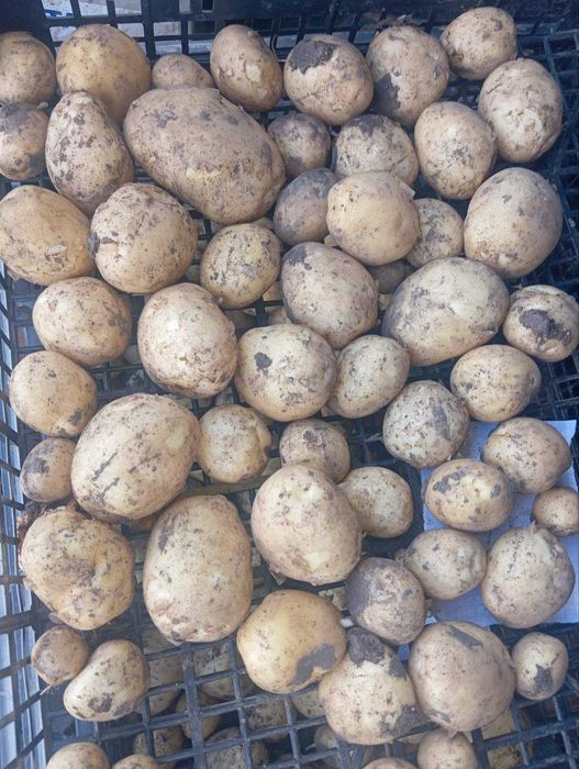 Продам молоду картоплю Рів'єра