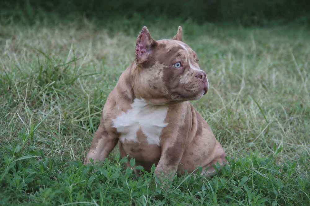 Маленький ведмедик American Bully Pocket