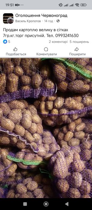 Продам картоплю  біла роса жовто