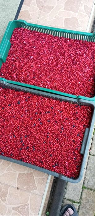 Гриби білі мариновані і сухі білі і брусніка  2025 рік