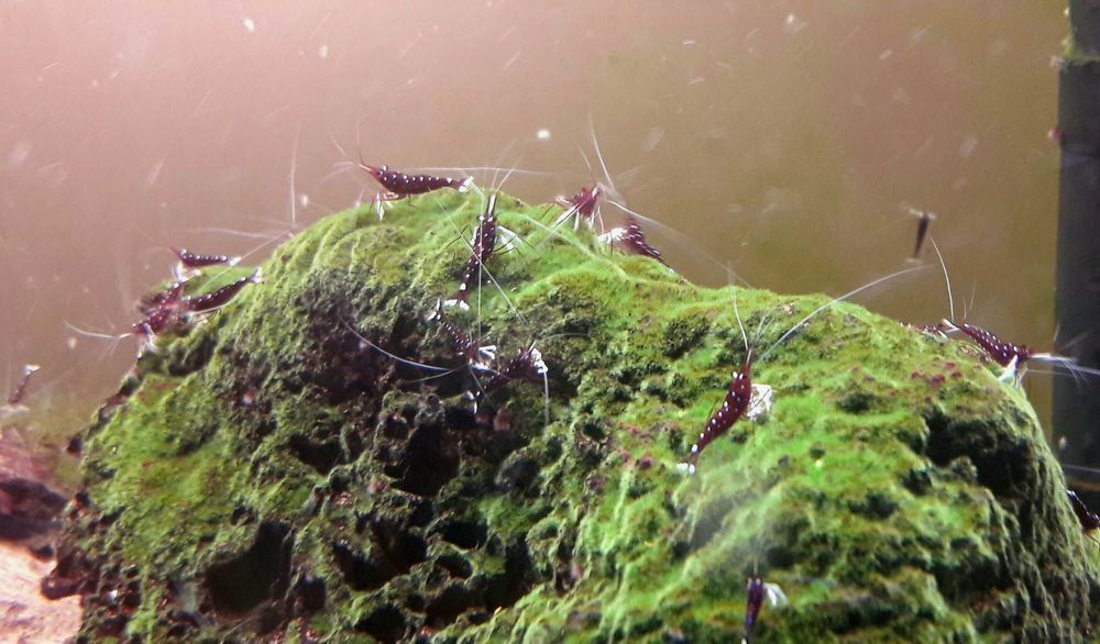 Акваріумна креветка - власного розведення!