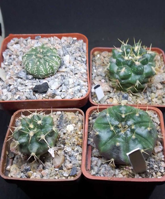 Кактуси і насіння