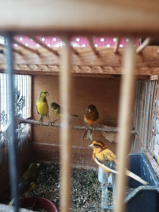 Клетка для певчих птиц