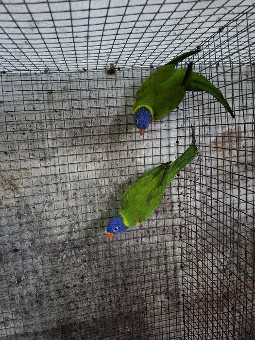 Casal de loris mulcanos para cedência