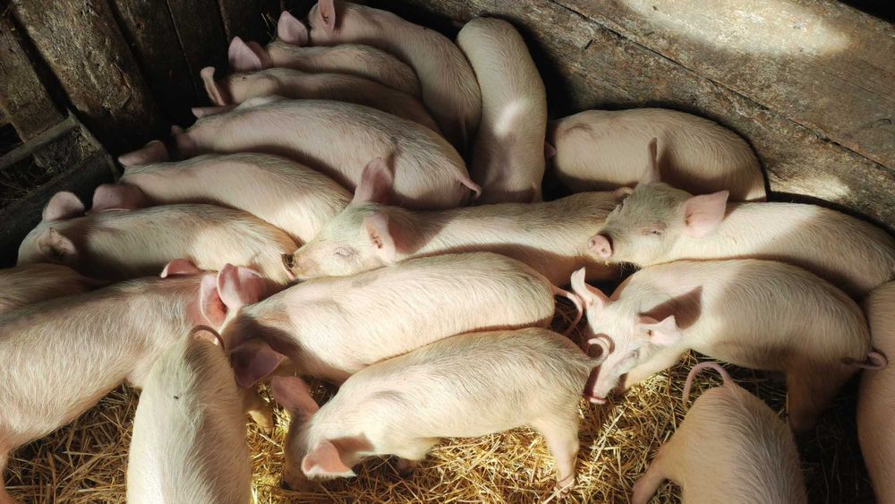 Продам поросят різного віку