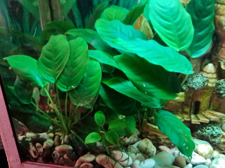 аквариумное растение Анубиас