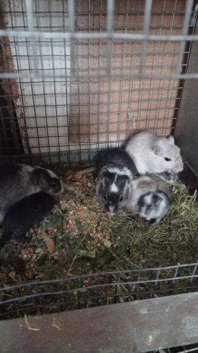 Домашні ,декоративні піщані миші