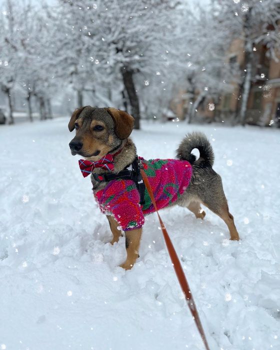 Лірік шукає родину