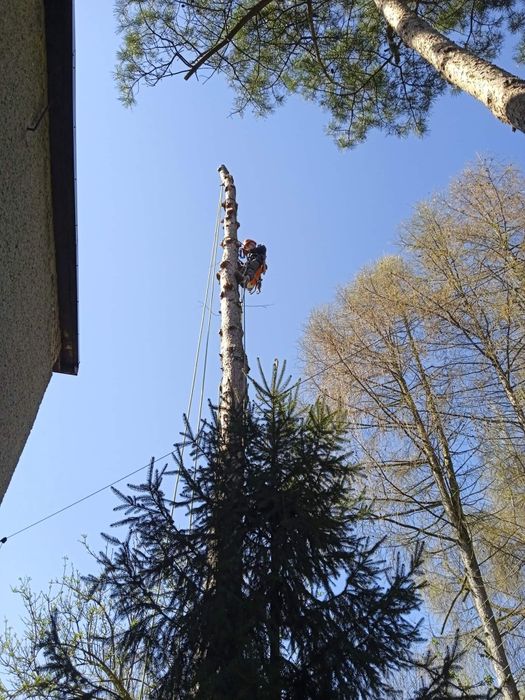 WYCINKA drzew, pielęgnacja drzew