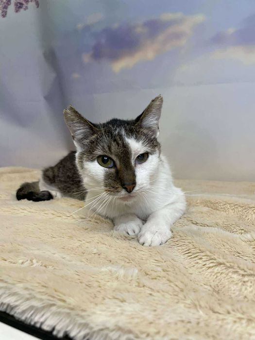 Sucharek-Kotek szuka domu