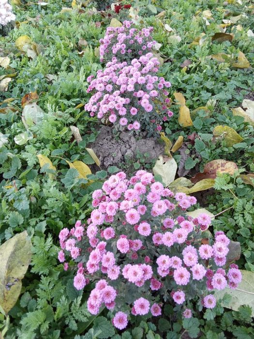 Маточні кущі хризантем мультифлора