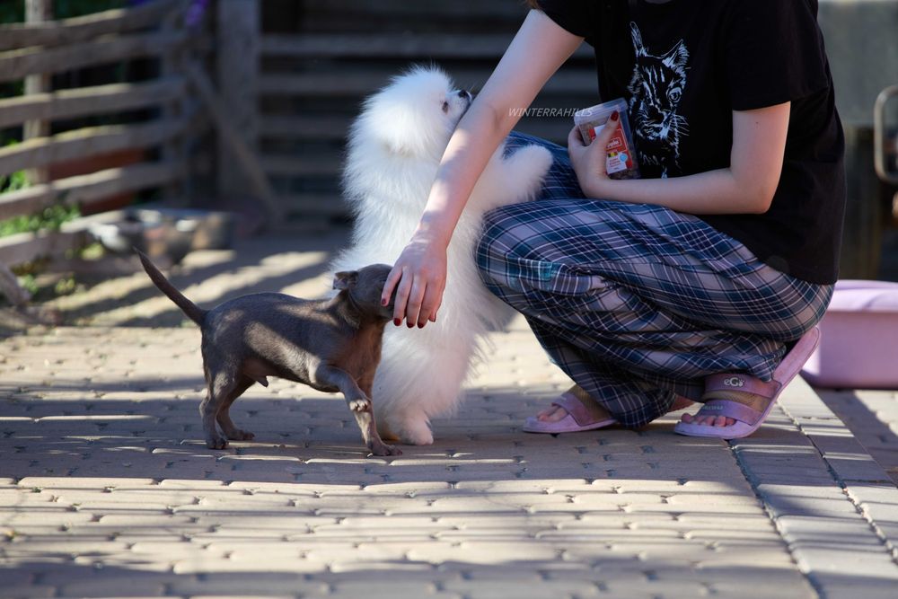 Лиловий красень , КСУ