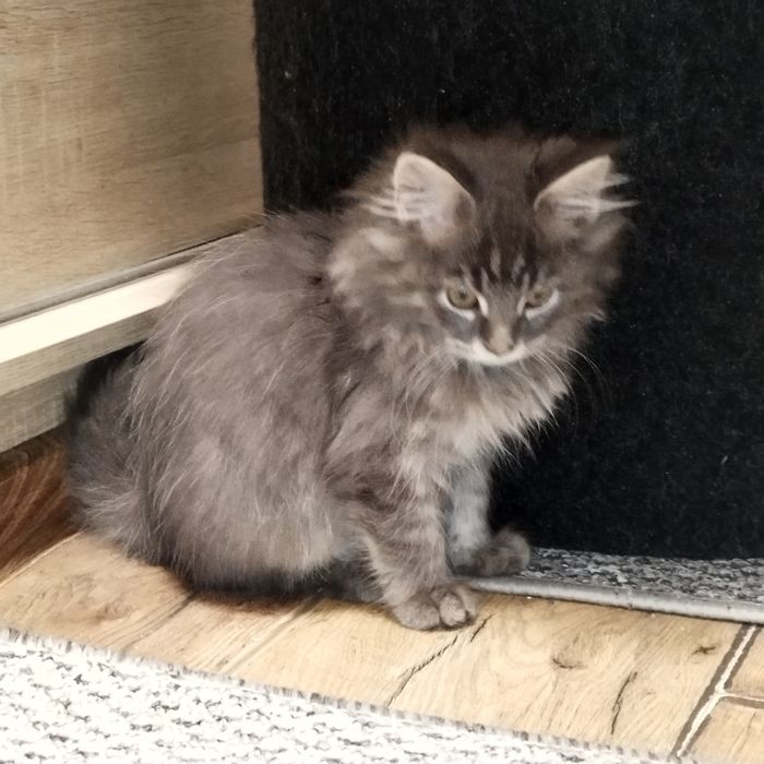 Kocurek niebieski Maine Coon