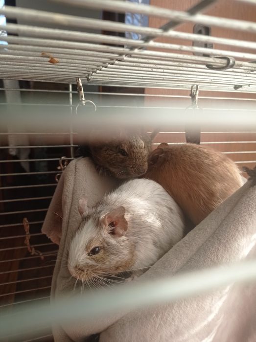 Koszatniczki młode.