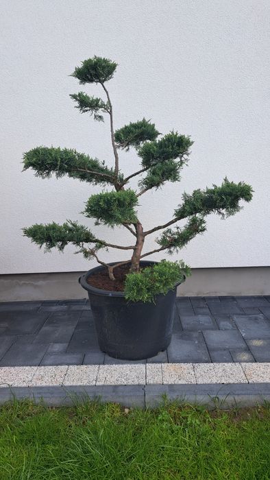 Bonsai Tuja Jałowiec drzewko formowany